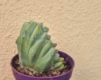 cactus pianta grassa 