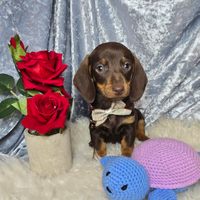 Bassotto nano MASCHIETTI