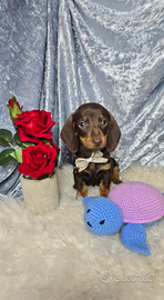 Bassotto nano MASCHIETTI