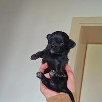 Micro chihuahua