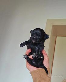 Micro chihuahua