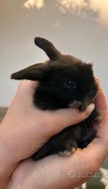 Cucciolo di coniglio ariete nano