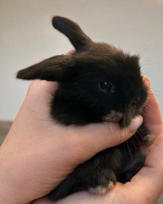 Cucciolo di coniglio ariete nano