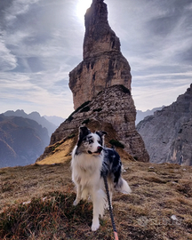 Border collie blue merle