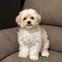 Bichon havanese