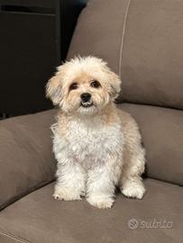 Bichon havanese