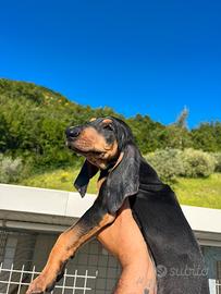 Cucciolo segugio italiano x caccia alla lepre