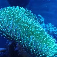 Sarcophyton verde fluo