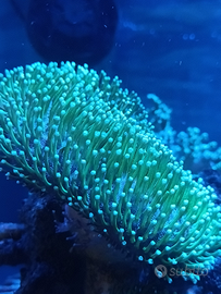 Sarcophyton verde fluo