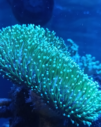 Sarcophyton verde fluo