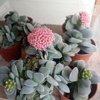 Crasula Morgan beauty  pianta grassa fiori rosa