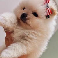 Volpino di pomerania pedigree Enci