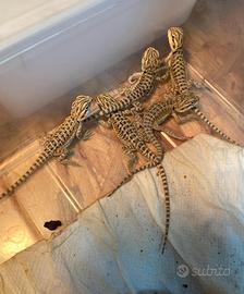 Baby pogona