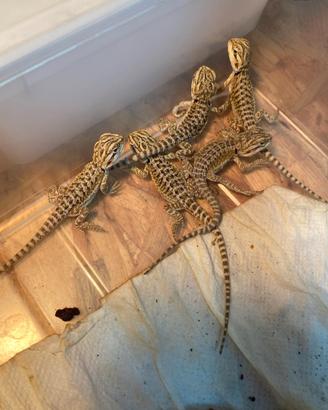 Baby pogona