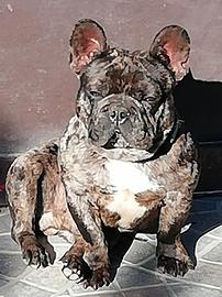 bulldog francese 