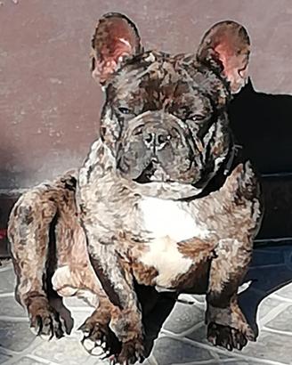 bulldog francese 
