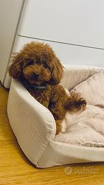 Disponibile per accoppiamento