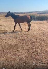 Cavallo