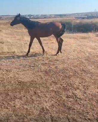 Cavallo