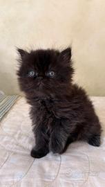 gattini persiani 