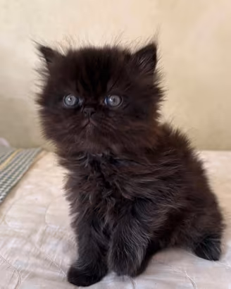 gattini persiani 