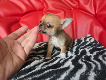 Chihuahua femmina pelo raso dimensione tea cup 80g