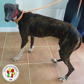 WILSON splendido Galgo