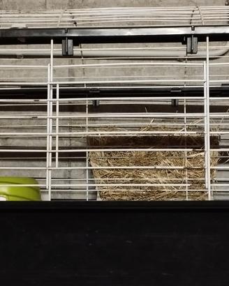 gabbia per coniglo nano