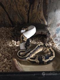 Pitone Piebald