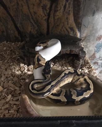Pitone Reale Piebald