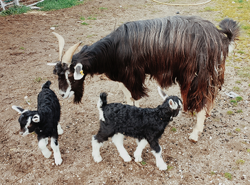 Capre facciute della Valnerina