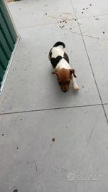 Jack Russel terrier pedigree ENCI