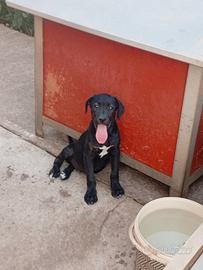 Cucciolo incrocio Cane Corso