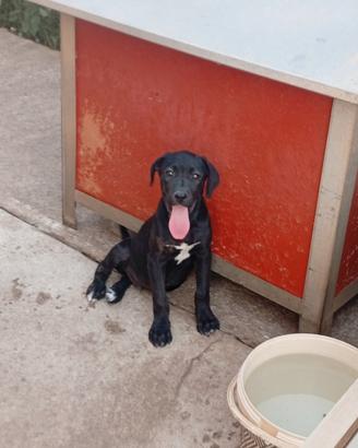 Cucciolo incrocio Cane Corso