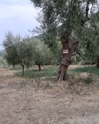 Terreni e rustici