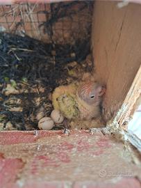 Pullo di inseparabile pezzato