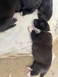 Cuccioli di cane