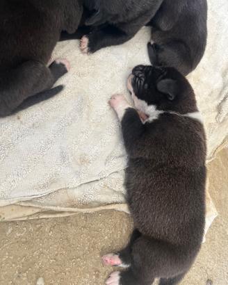 Cuccioli di cane