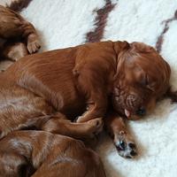 Cuccioli setter irlandese