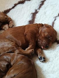 Cuccioli setter irlandese