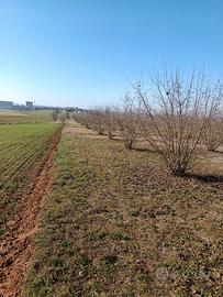 Terreno con nocciole