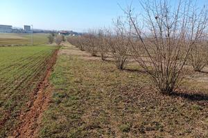 Terreno con nocciole