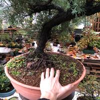 Pre- Bonsai Ginepro Chinensis Yamadori