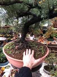 Pre- Bonsai Ginepro Chinensis Yamadori