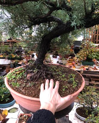 Pre- Bonsai Ginepro Chinensis Yamadori