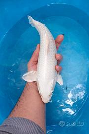 Carpe koi platinum ogon nisai