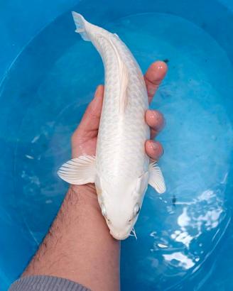 Carpe koi platinum ogon nisai
