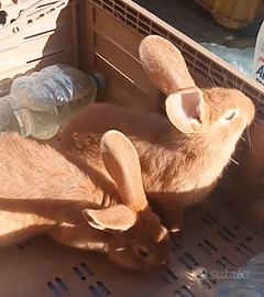 Conigli Fulvi di Borgogna In Purezza