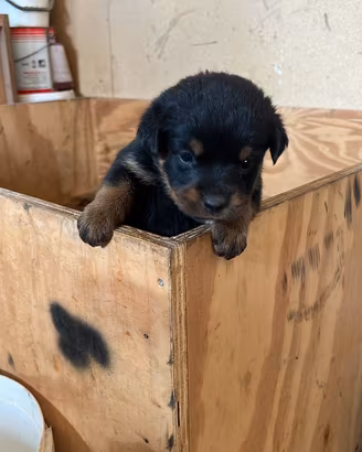 Rottweiler