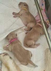 Cuccioli maschi e femmine golden retriver
